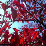 岡崎の疎水沿いの桜の紅葉　2018