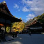 世界遺産　下鴨神社　舞殿からの銀杏の木