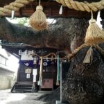 三島神社　薫蓋樟（くんがいしょう）樹齢1000年