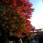 下鴨神社　西の参道から見た紅葉
