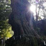 來宮神社　天然記念物の大楠　静岡県熱海市