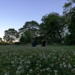 鴨川沿いの花畑（白詰草：Trifolium repens）茶会　2017年6月　京都