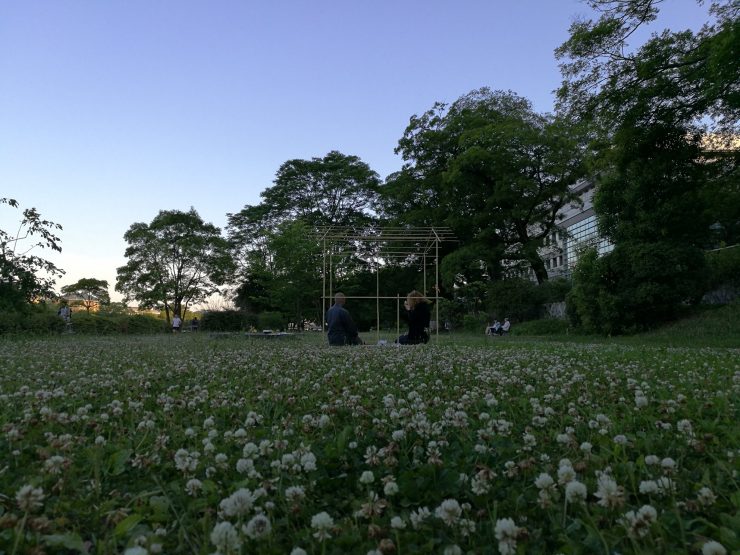 鴨川沿いの花畑（白詰草：Trifolium repens）茶会　2017年6月　京都