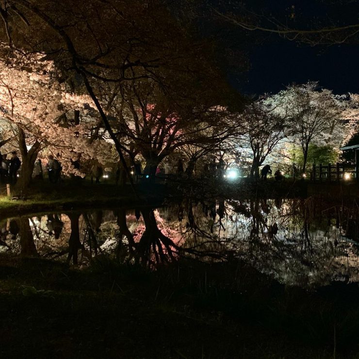京都植物園の夜桜