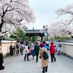 花見小路の桜　建仁寺前