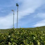宇治茶の産地　宇治田原町の茶畑