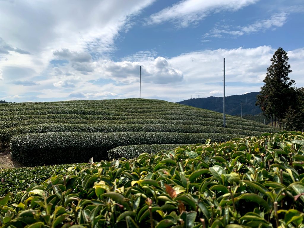 宇治茶の産地の茶畑