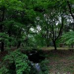 第２９回糺の森　市民植樹祭　参列