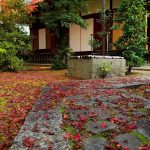 大徳寺大慈院の紅葉　2019年12月