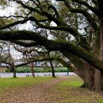 京都御所の木