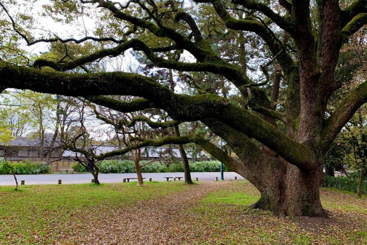 京都御所の木