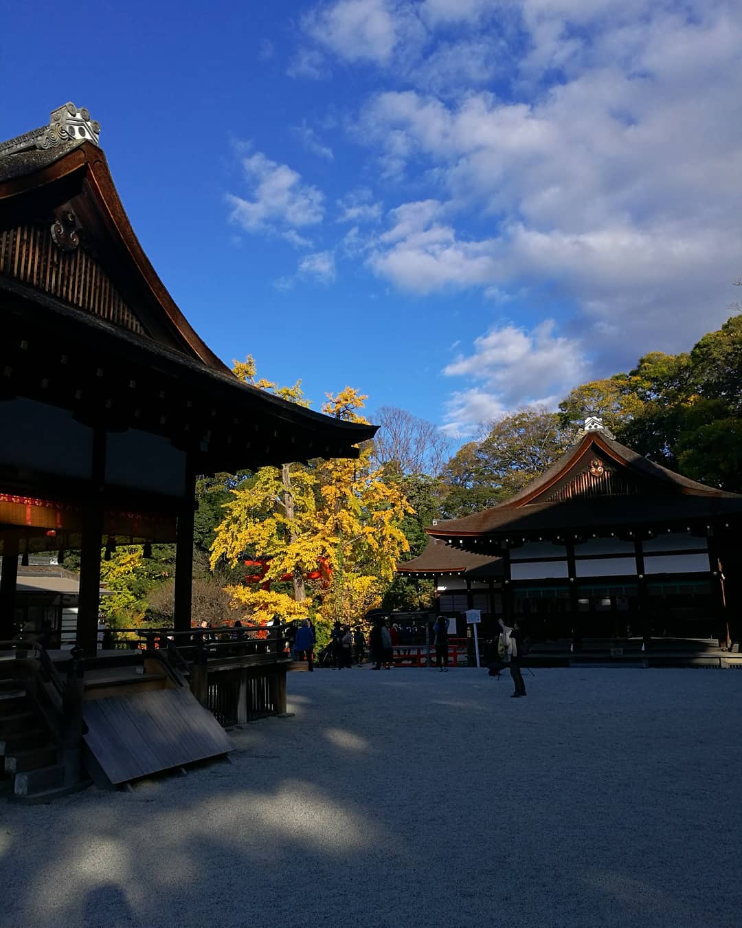 下鴨神社　舞殿からみるイチョウ