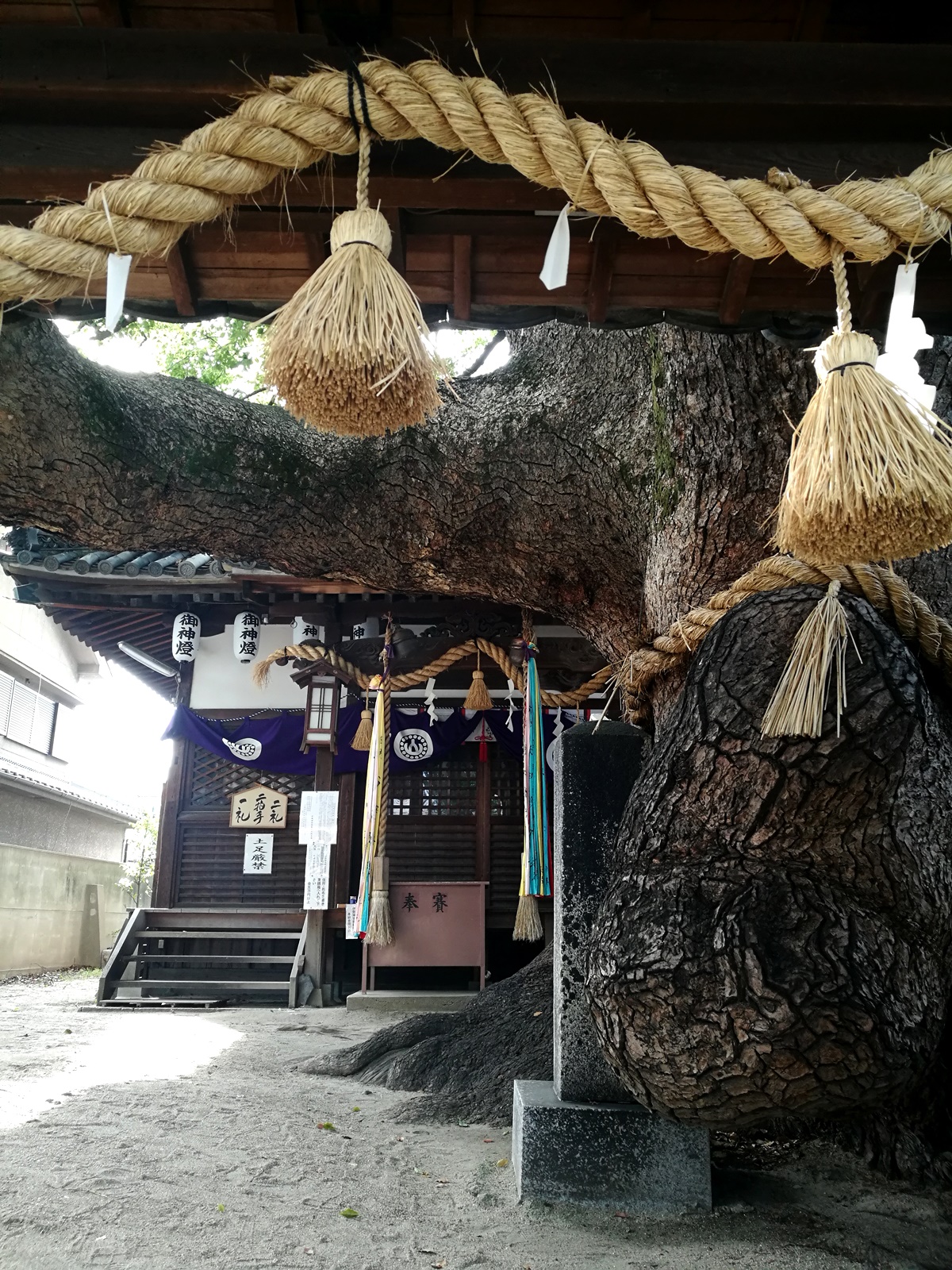 三島神社　薫蓋樟（くんがいしょう）