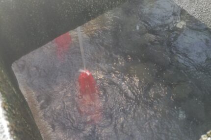 湯村温泉　温泉たまご