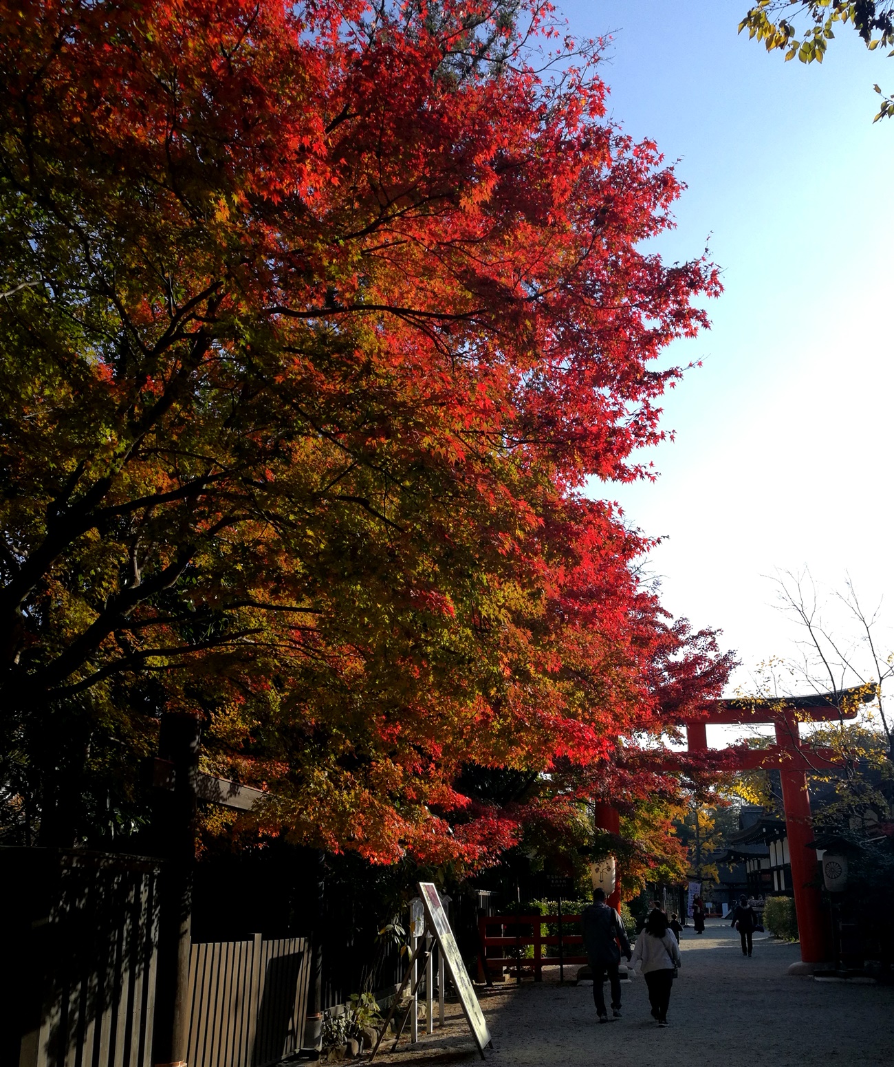 下鴨神社　紅葉