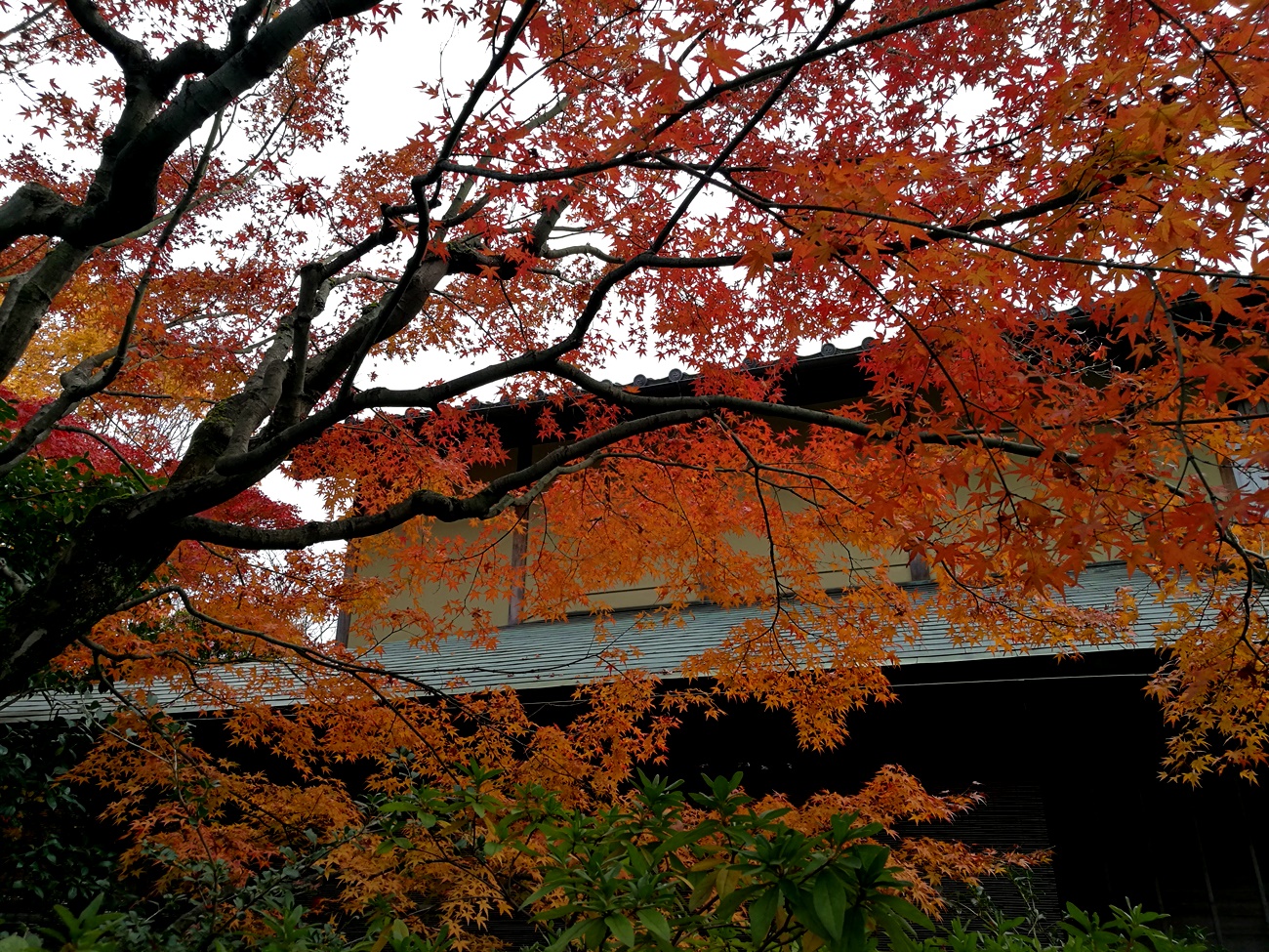 大徳寺の紅葉