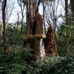 賀茂御祖神社　下鴨神社の御神木注連縄飾り
