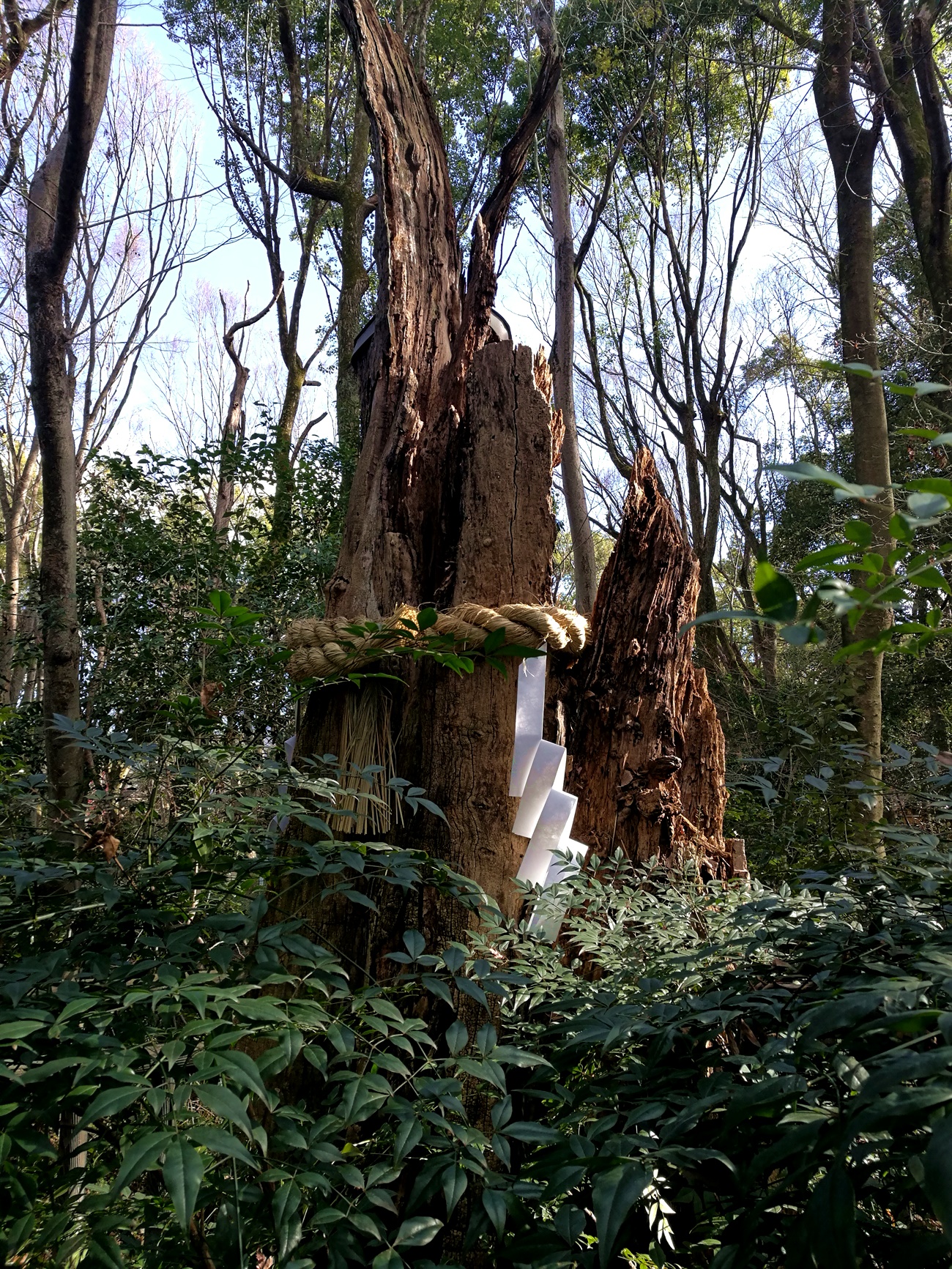 下鴨神社御神木注連縄飾り