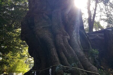 來宮神社　大楠
