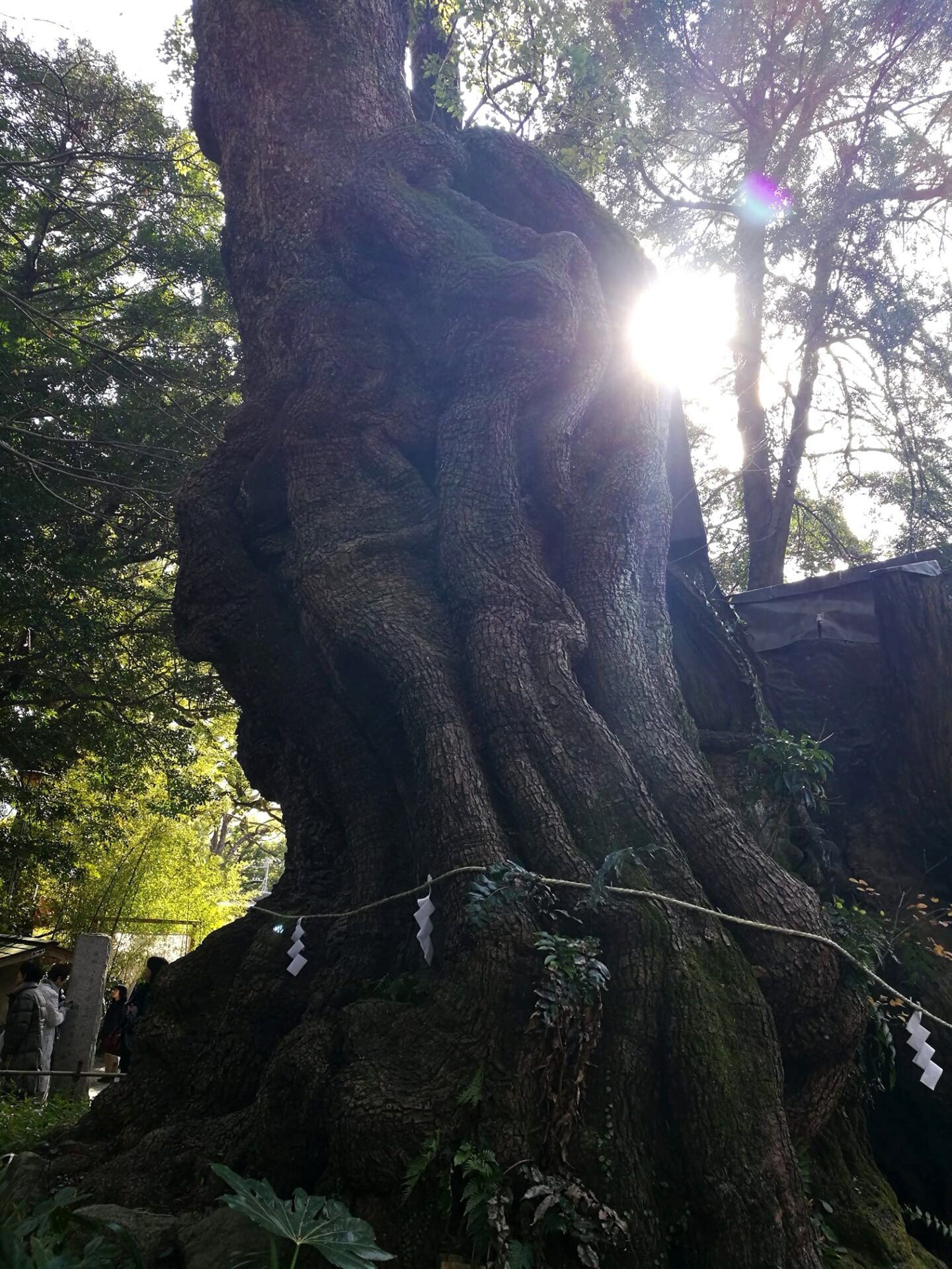 來宮神社　大楠