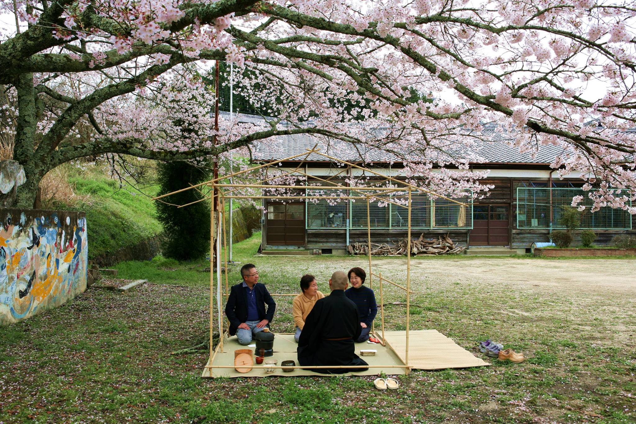 小学校で花見茶会　2016年4月　京都