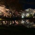 京都植物園の夜桜特別拝観