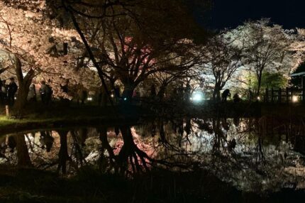 京都植物園の夜桜