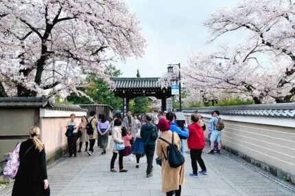 花見小路の桜　建仁寺前