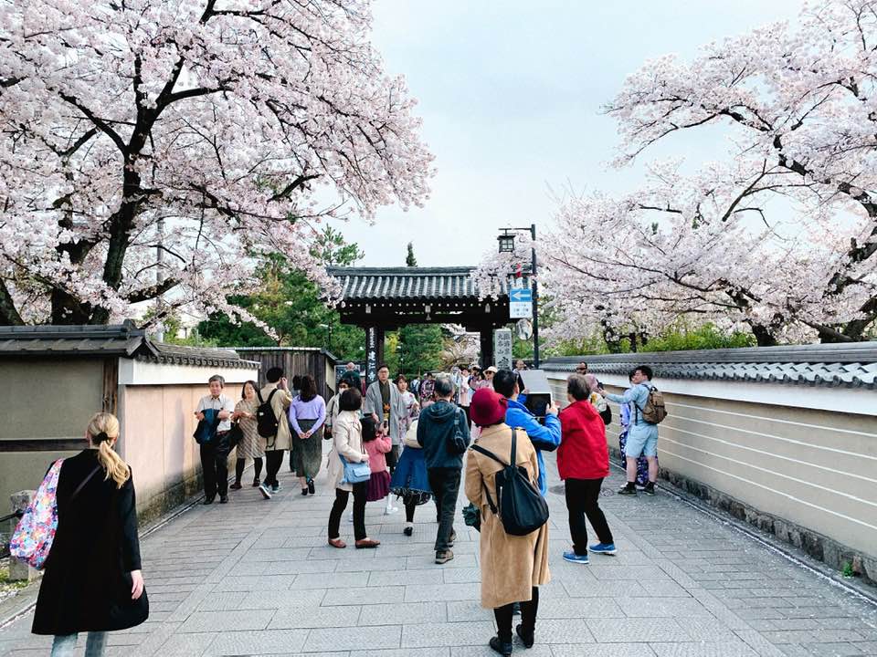 花見小路の桜　建仁寺前