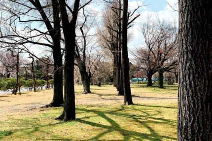 二条城の木の影