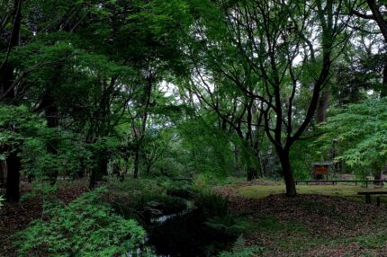 糺の森　市民植樹祭