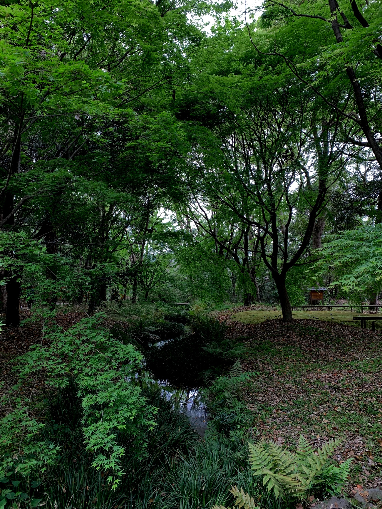 糺の森　市民植樹祭