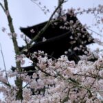 世界遺産仁和寺の桜と五重塔