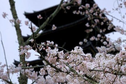 仁和寺の桜　令和２年