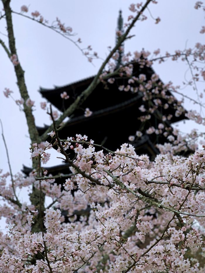 仁和寺の桜　令和２年