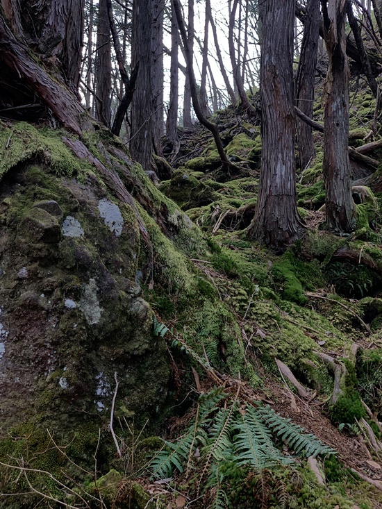 蓼科大滝の森　