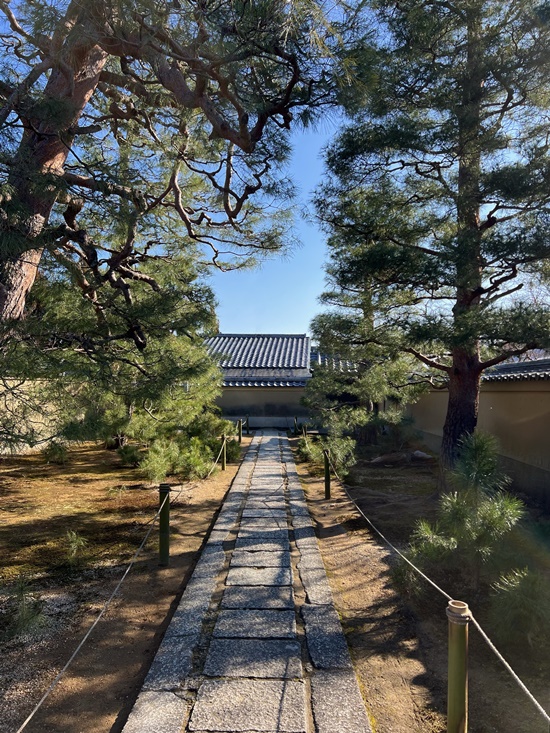 京都・大徳寺の参道 龍のような松と青い空