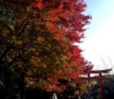 下鴨神社　紅葉