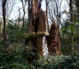 下鴨神社御神木注連縄飾り
