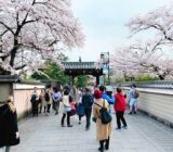 花見小路の桜　建仁寺前