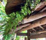 門の軒先の草が美しい